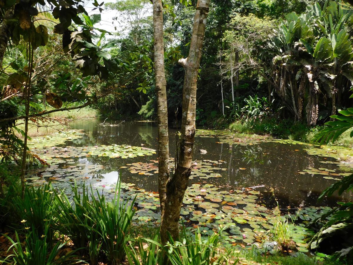 Rainforest Eco Lodge Suva Exterior foto